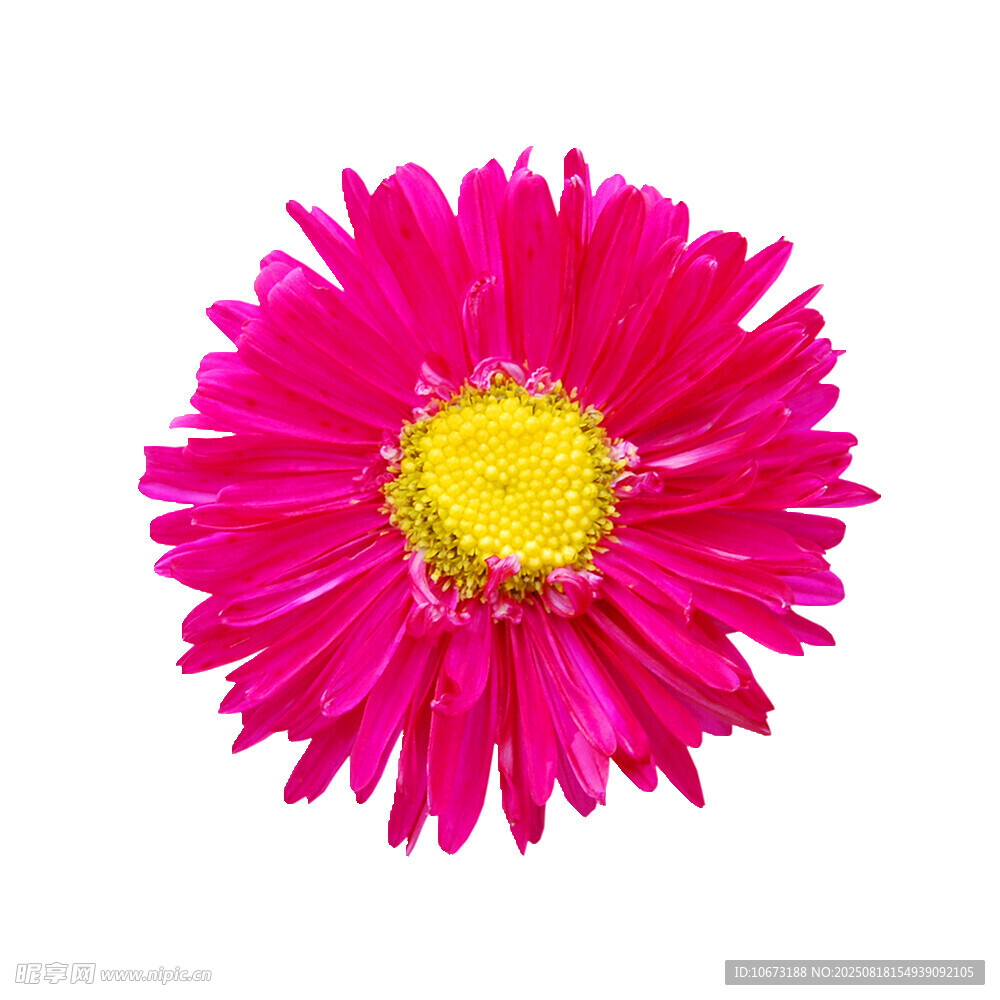 鮮艷玫紅非洲菊花朵
