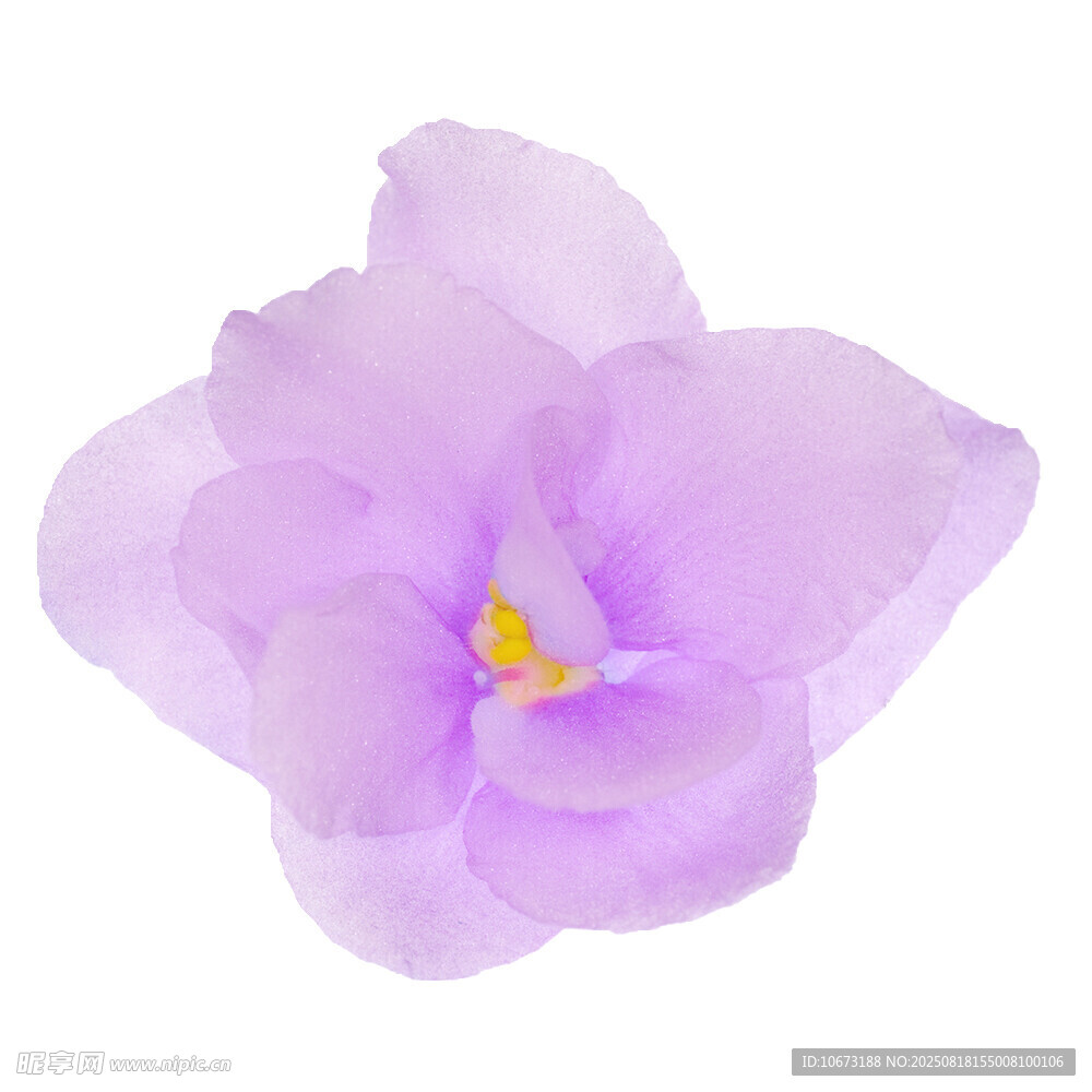 淡紫色花朵特寫(xiě)
