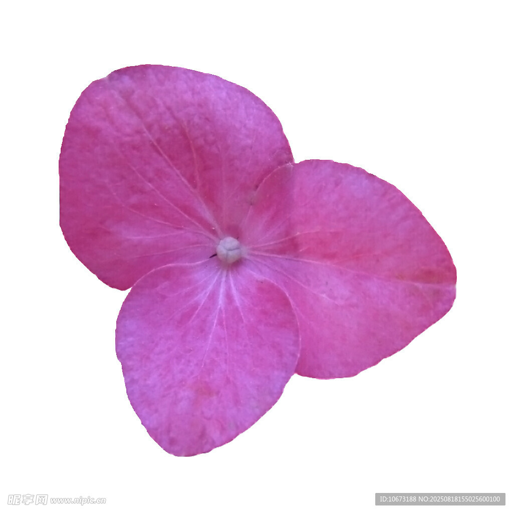 粉色繡球花特寫