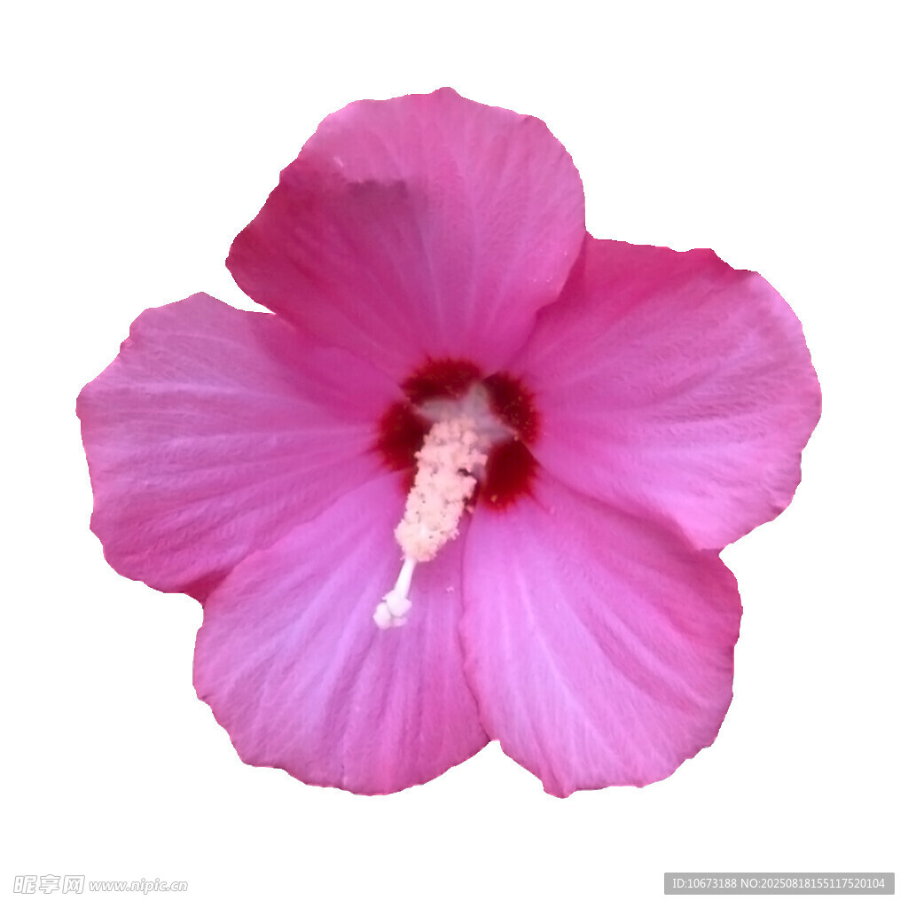 粉色木槿花特寫
