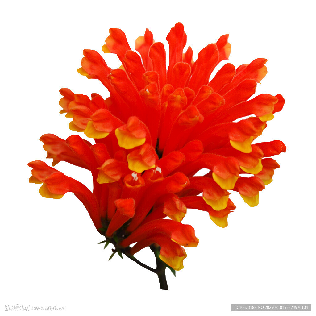 鮮艷橙紅色仿真花