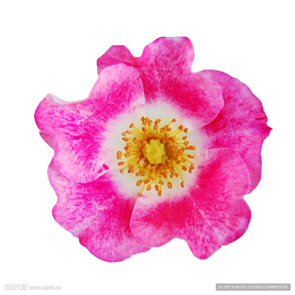 嬌艷粉色薔薇花特寫