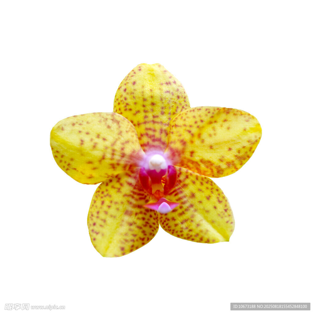 黃色斑點(diǎn)蘭花特寫