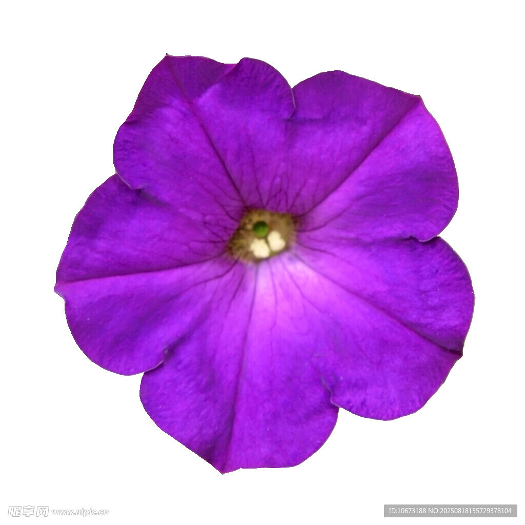 紫色牽牛花特寫