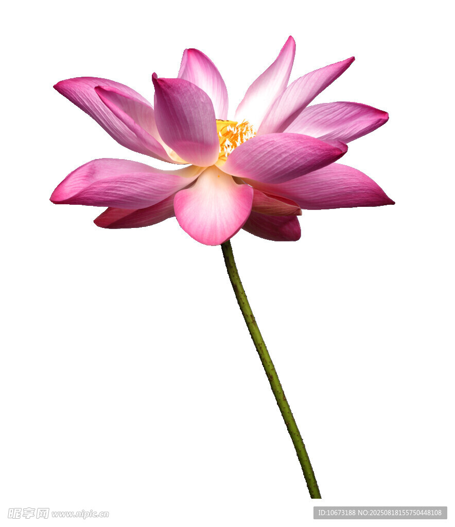 粉色單枝蓮花特寫