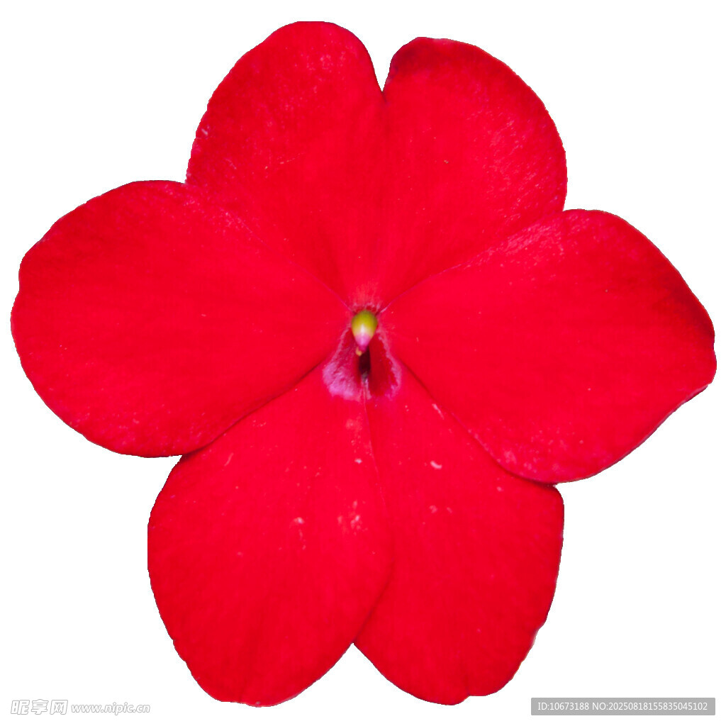 鮮艷紅花朵特寫(xiě)