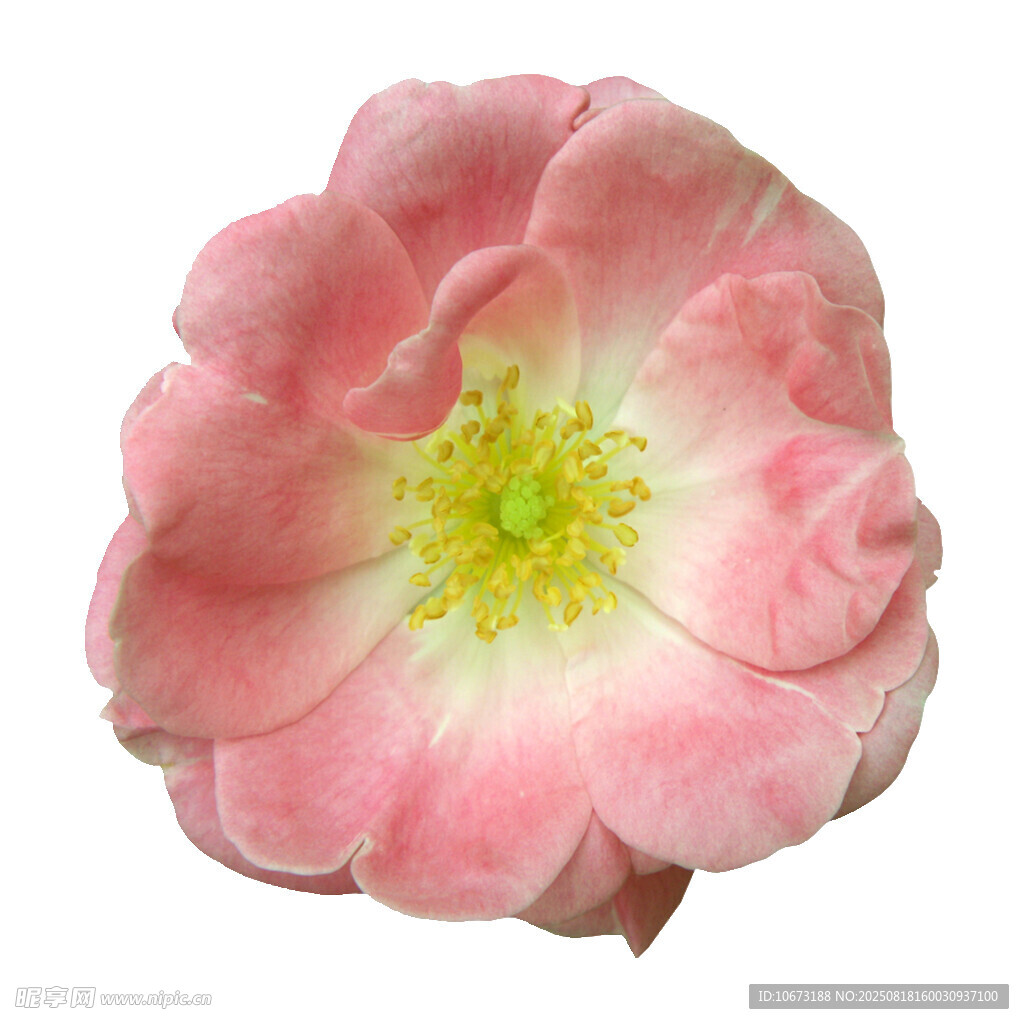 粉色嬌艷薔薇花