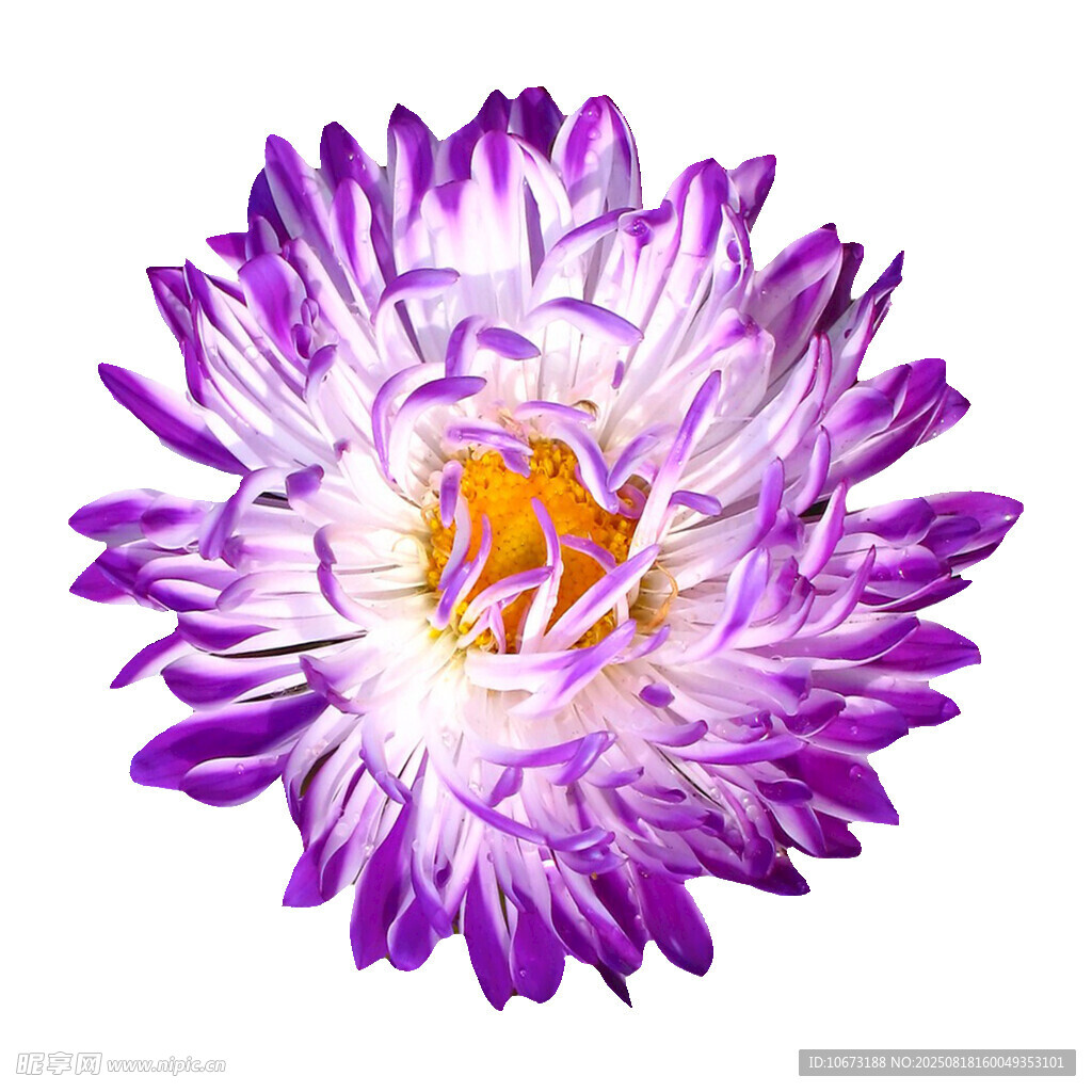 紫色菊花特寫