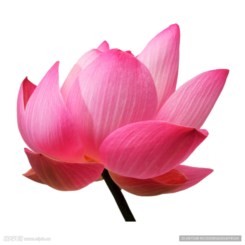 嬌艷粉色荷花特寫(xiě)