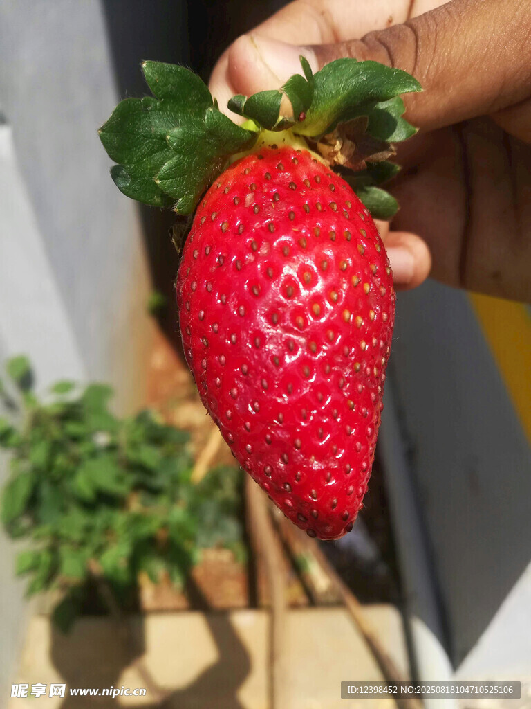 手捧鮮紅飽滿大草莓