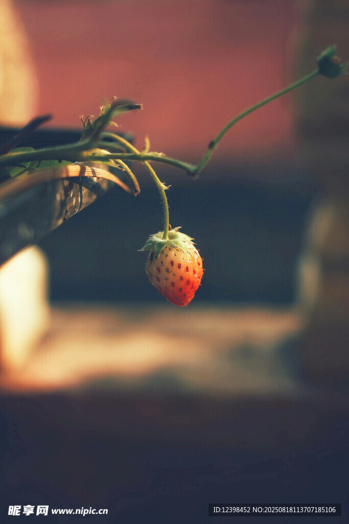 垂掛的鮮紅草莓