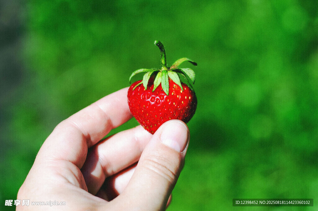 手捧鮮紅草莓特寫