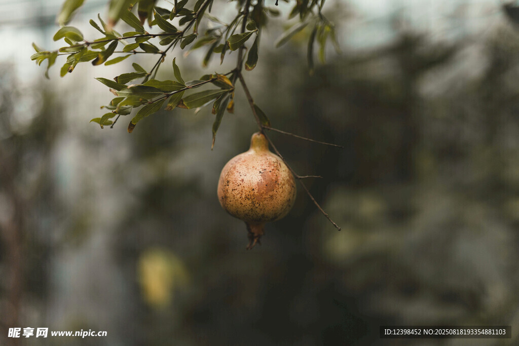 枝頭掛著的成熟石榴