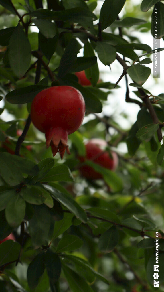 枝頭紅石榴