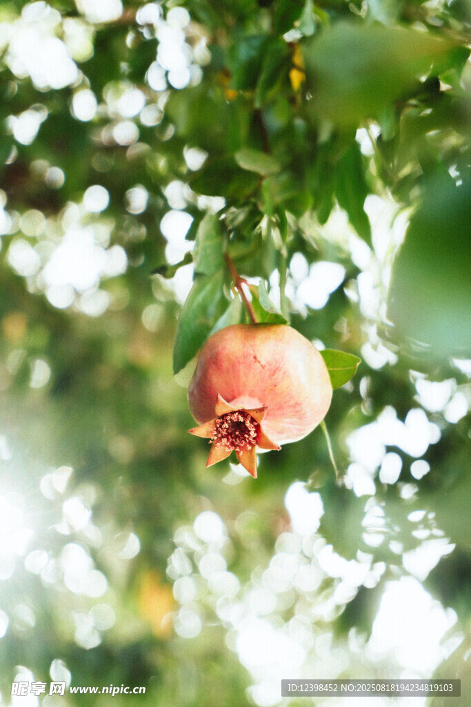 枝頭紅石榴