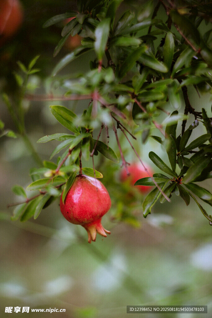 枝頭紅石榴