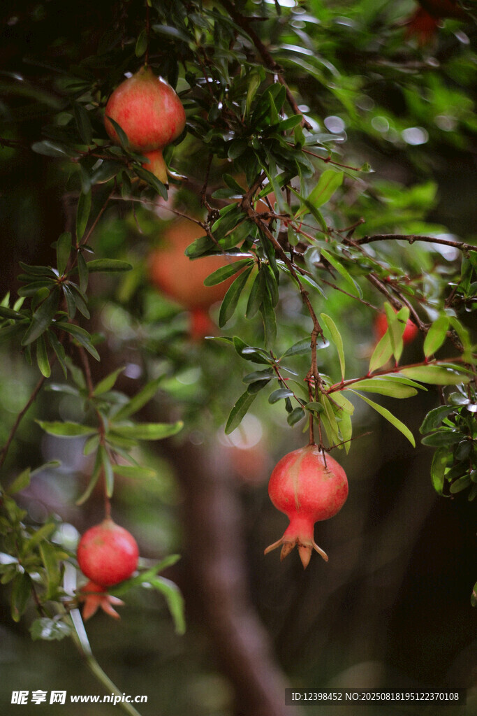枝頭紅石榴