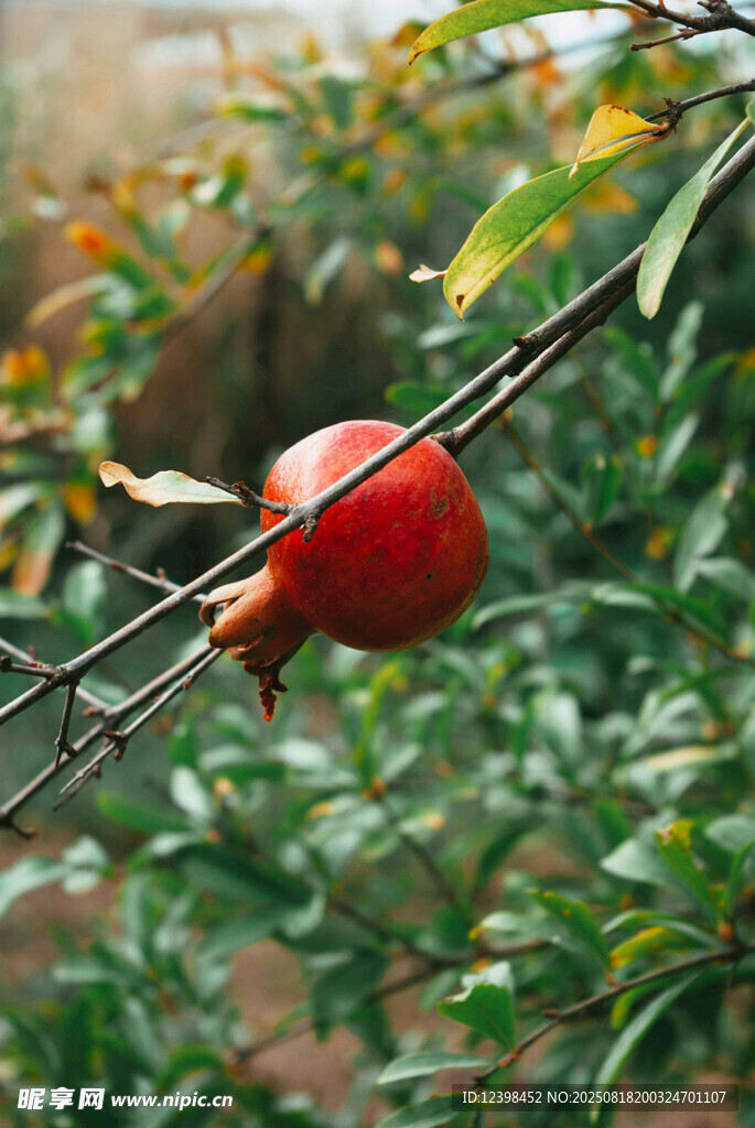 枝頭紅石榴