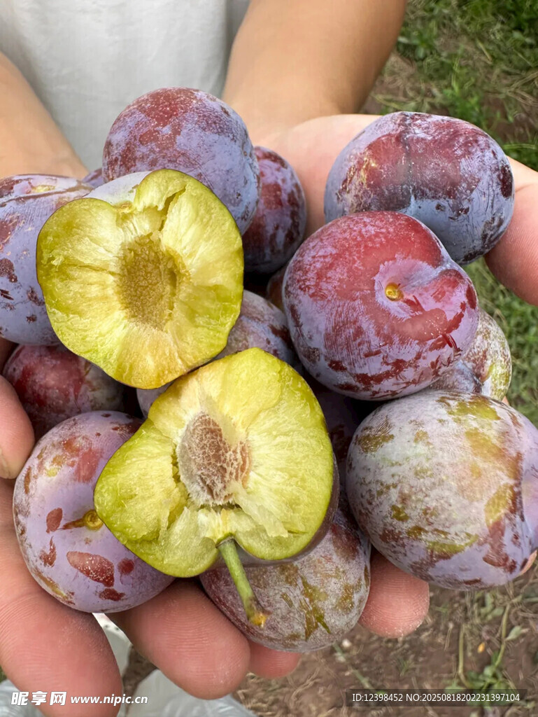 手中新鮮飽滿(mǎn)的紫李子