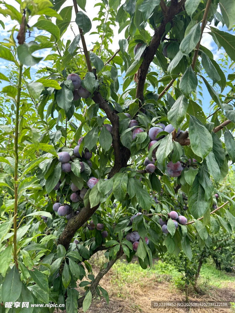 掛滿枝頭的紫茄子