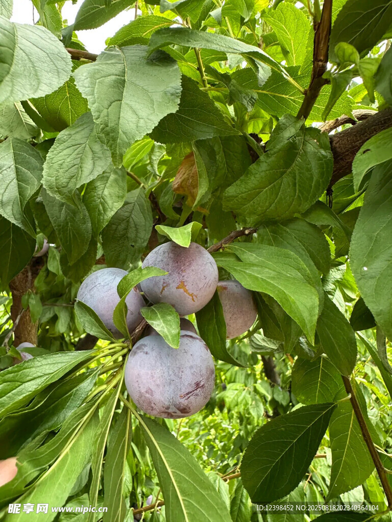 枝頭紫李