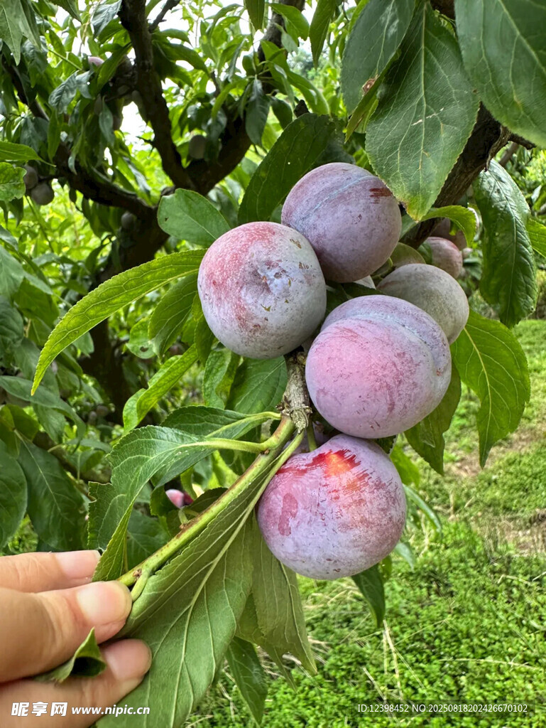 手摘枝頭紫艷李子