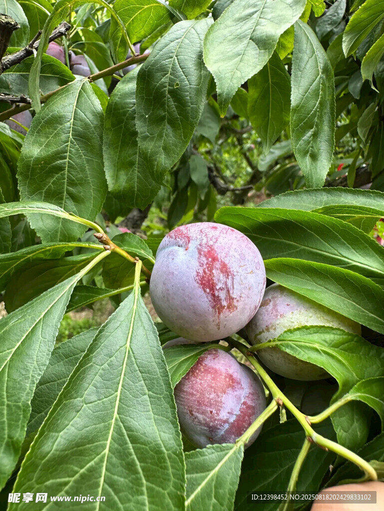 枝頭飽滿紫李