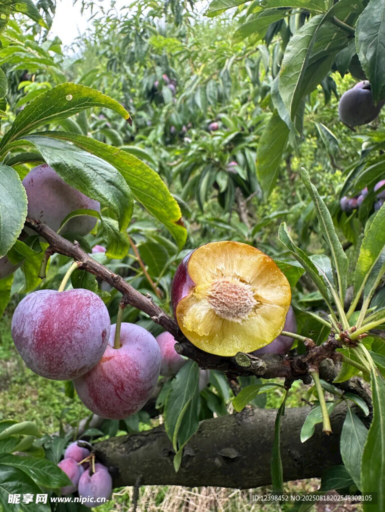 枝頭飽滿紫李