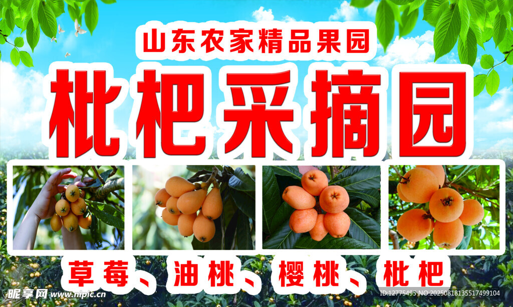 枇杷采摘園