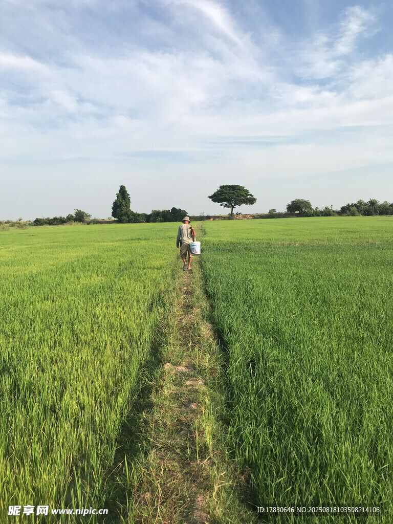 田野間的漫步