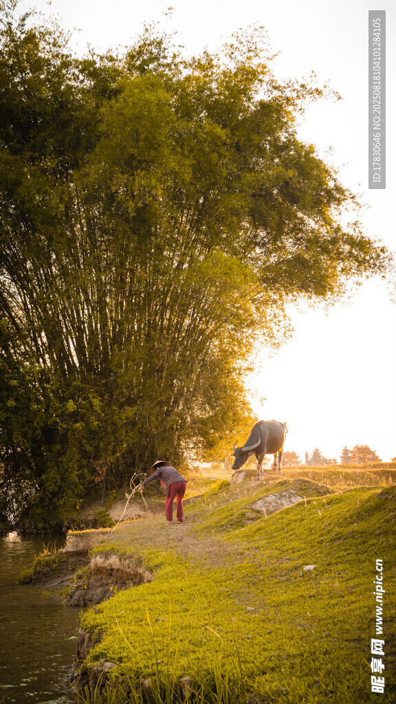夕陽下的草地與蔥郁樹木