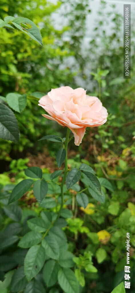 嬌艷盛開的粉色月季花