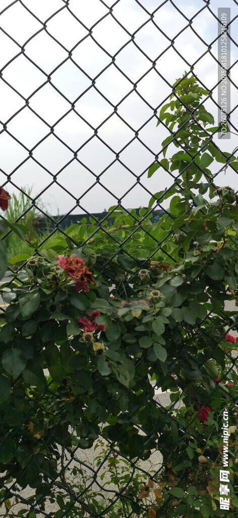 圍欄邊綻放的多彩花卉