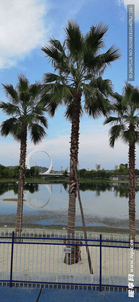 海濱棕櫚樹與水域美景
