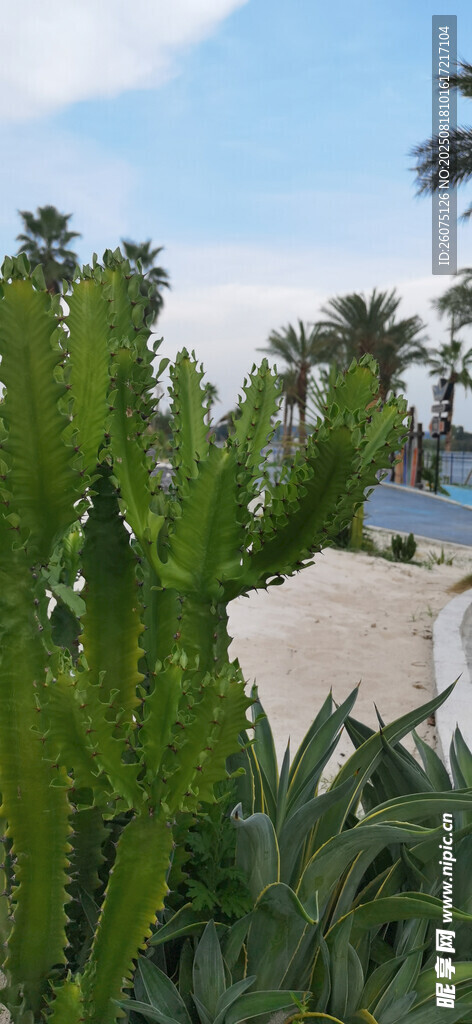 沙灘中的仙人掌綠植景觀