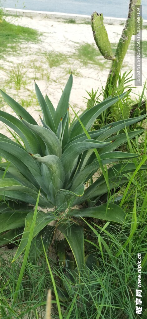 熱帶蘆薈植株生長在草叢中