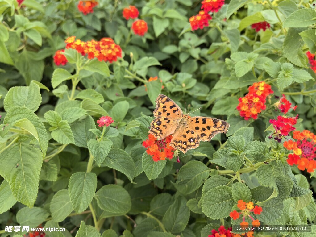 蝴蝶停駐在鮮艷花叢中