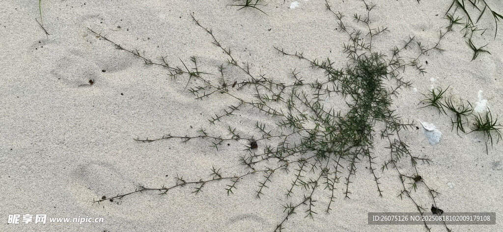 沙地上頑強(qiáng)的綠色植物