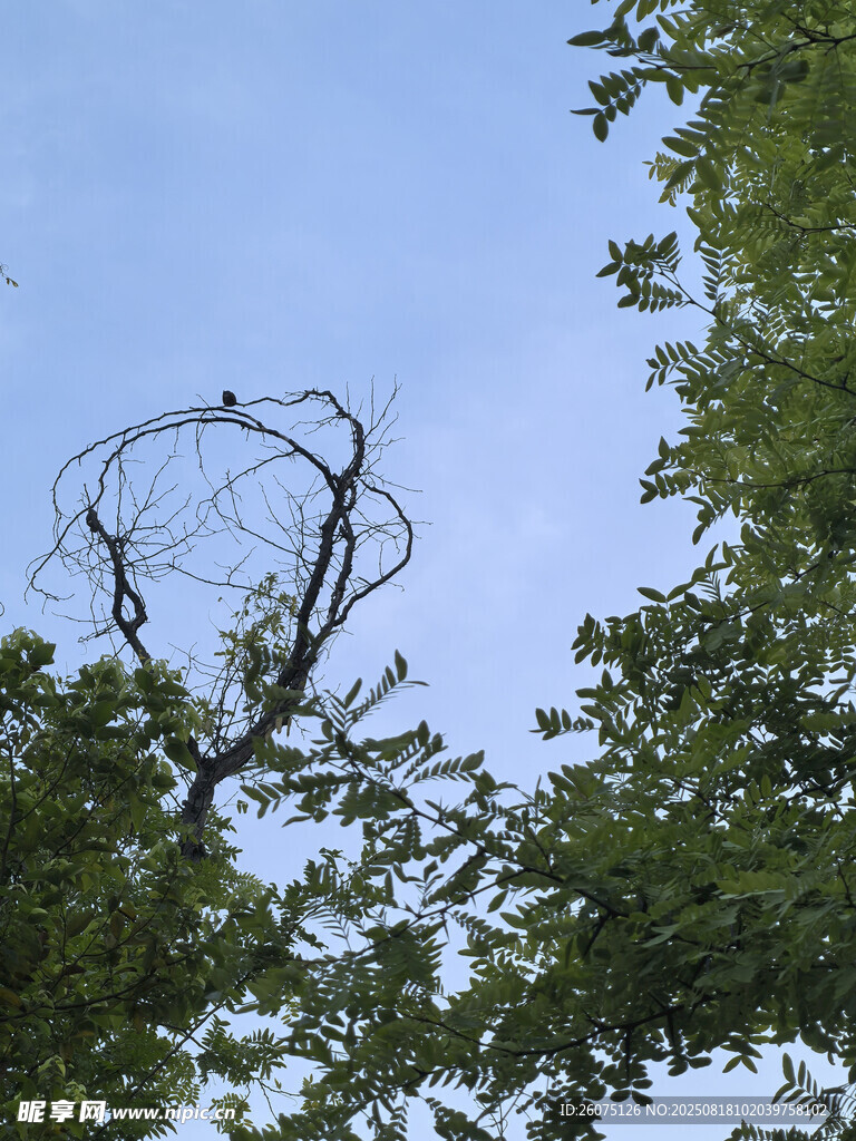 枯樹挺立在蔥郁樹林間