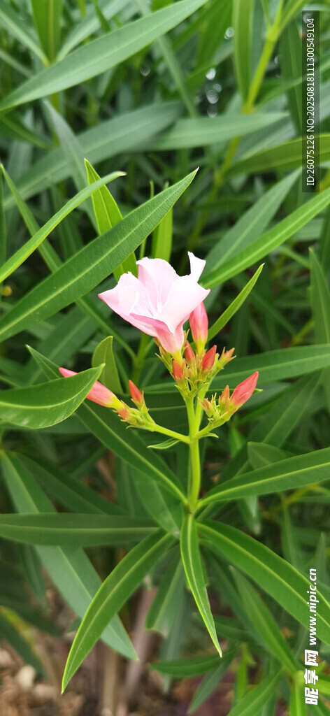 綠葉叢中的嬌艷粉色夾竹桃花朵