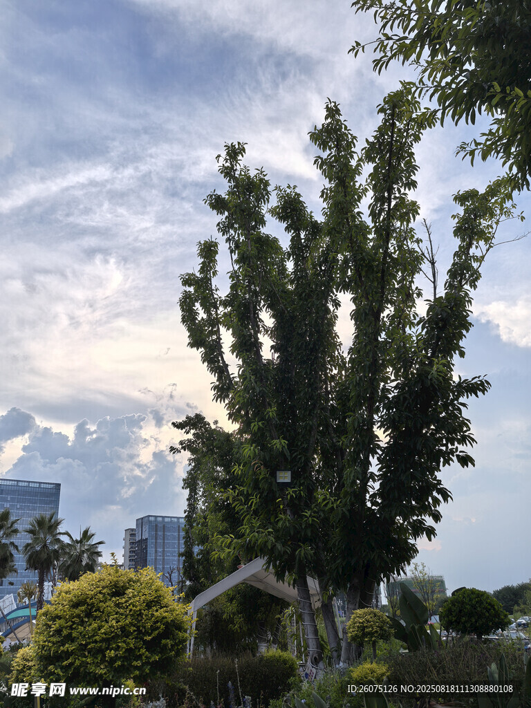 城市中蔥郁挺拔的樹冠景觀