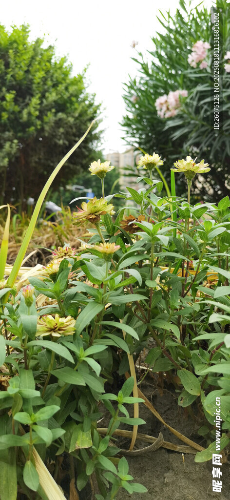 繁茂綠植金雞菊景觀(guān)