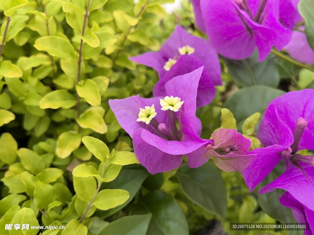 紫花綠葉相映成趣