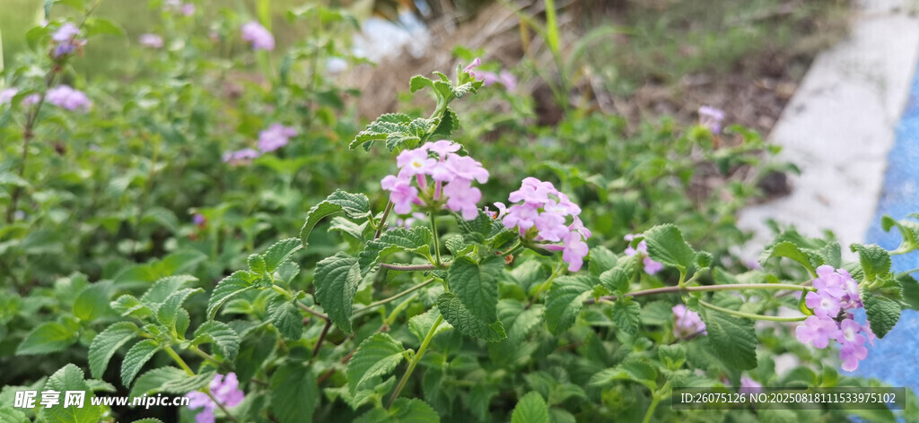 墻邊綻放的粉色花