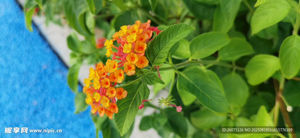 池邊綻放的橙紅色小花