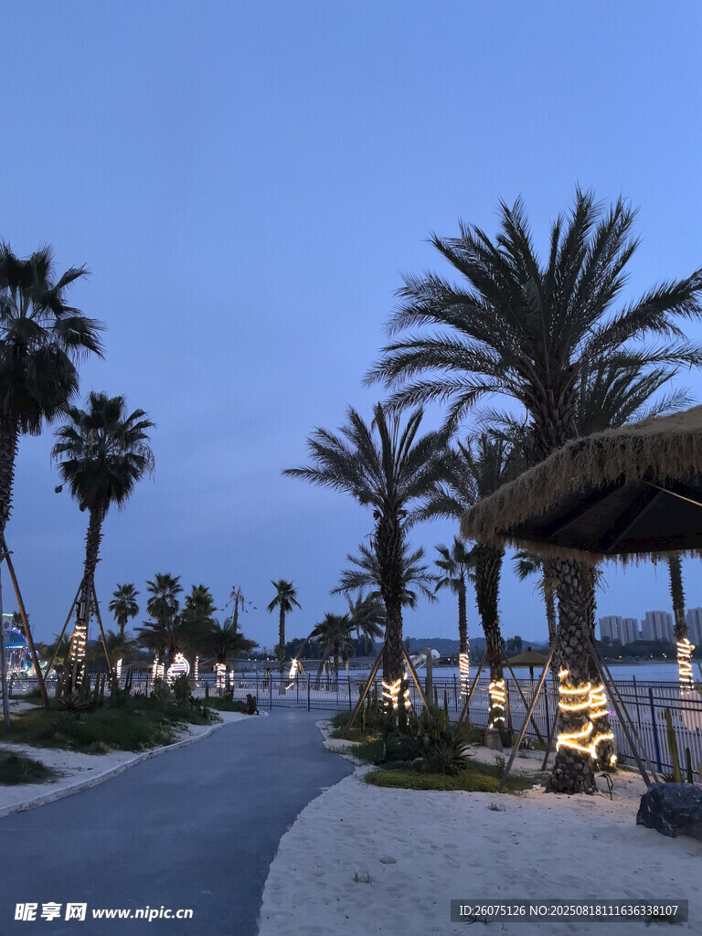 黃昏下的海濱棕櫚景觀路