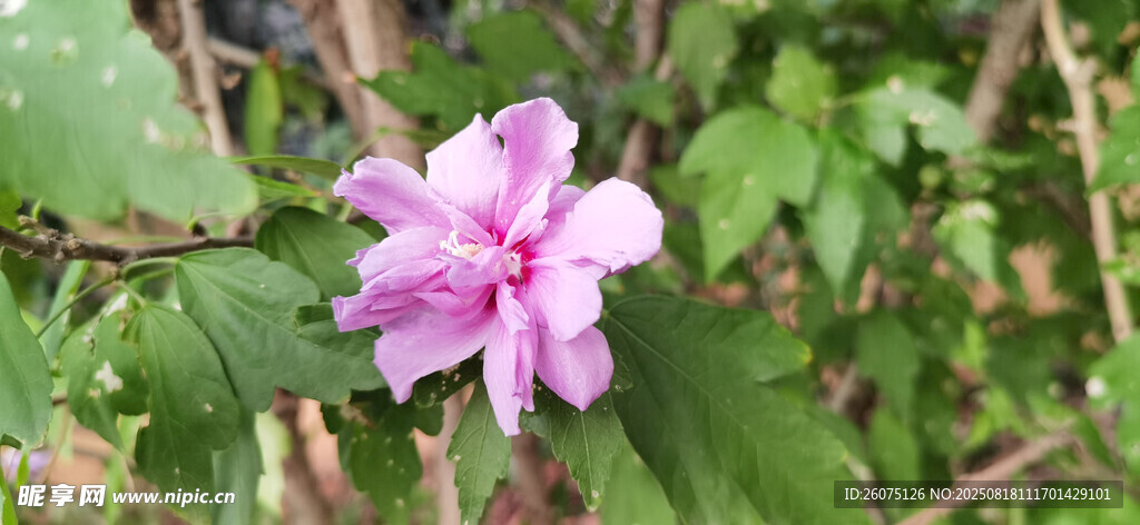 嬌艷粉色木槿花綻放