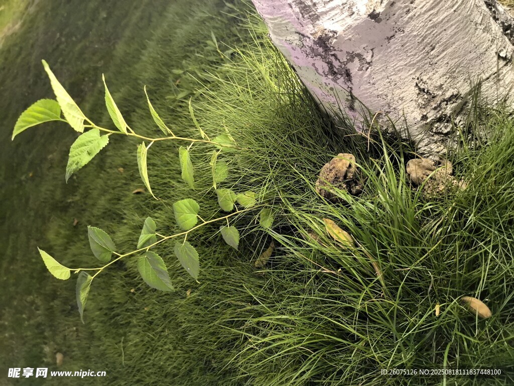 嫩綠新苗生于草叢間與兩只蟾蜍