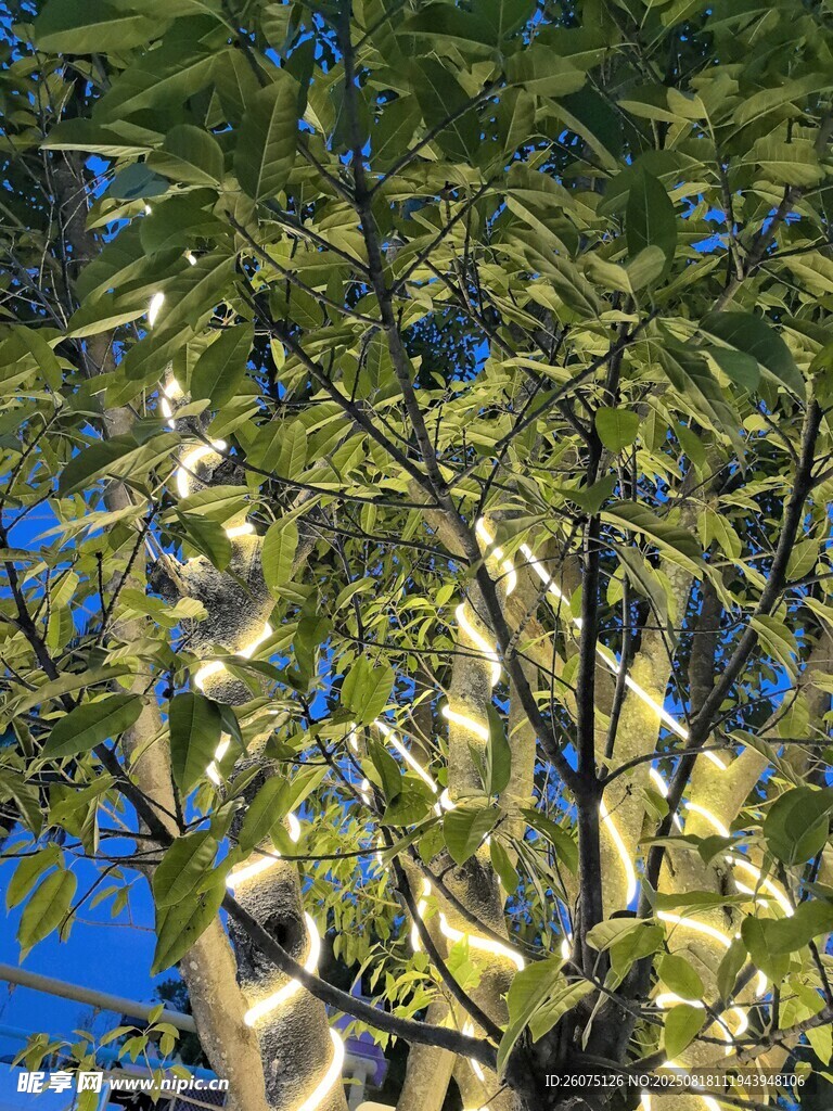 燈光下的翠綠樹冠樹葉