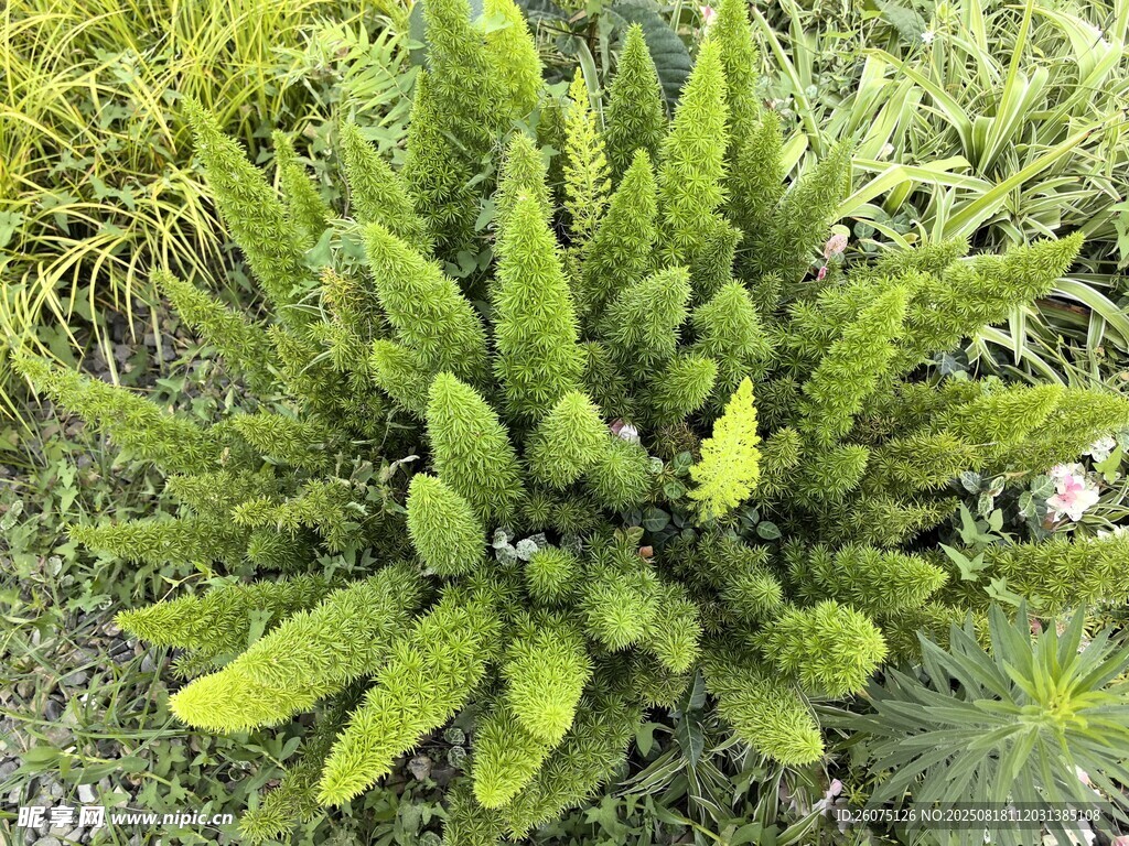 翠綠蕨類植物生機(jī)勃勃